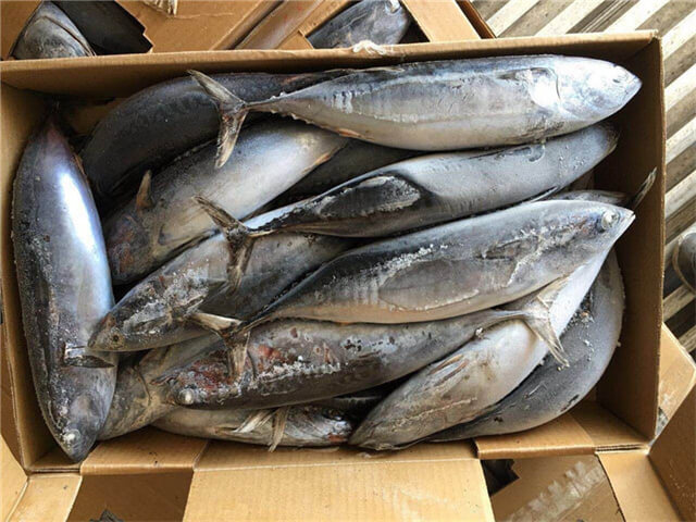 Frigate Tuna Frigate Mackerel Seafrozen For Sale